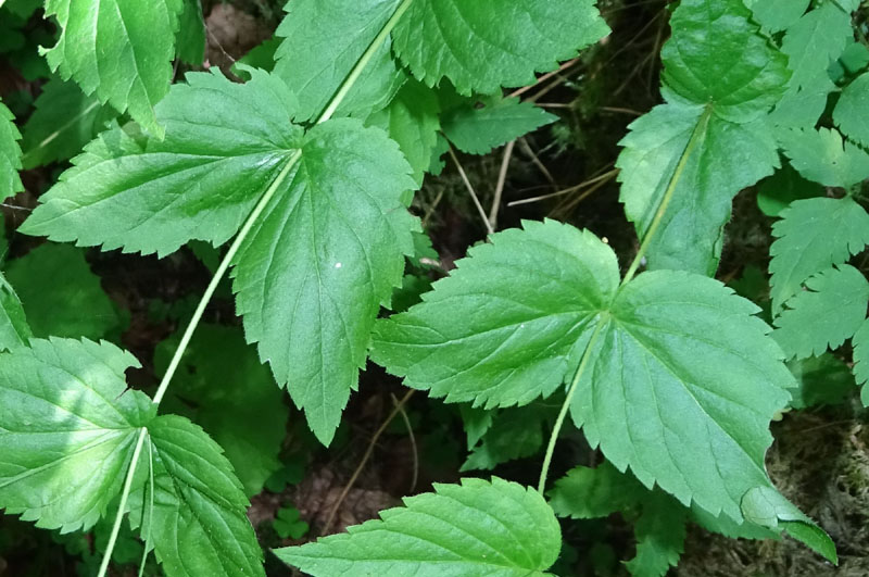 Veronica urticifolia - Plantaginaceae